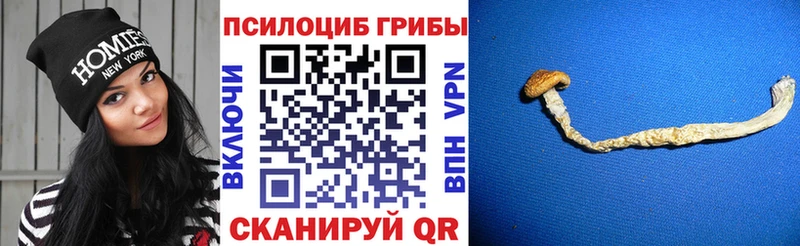 Галлюциногенные грибы Psilocybe  Черногорск 